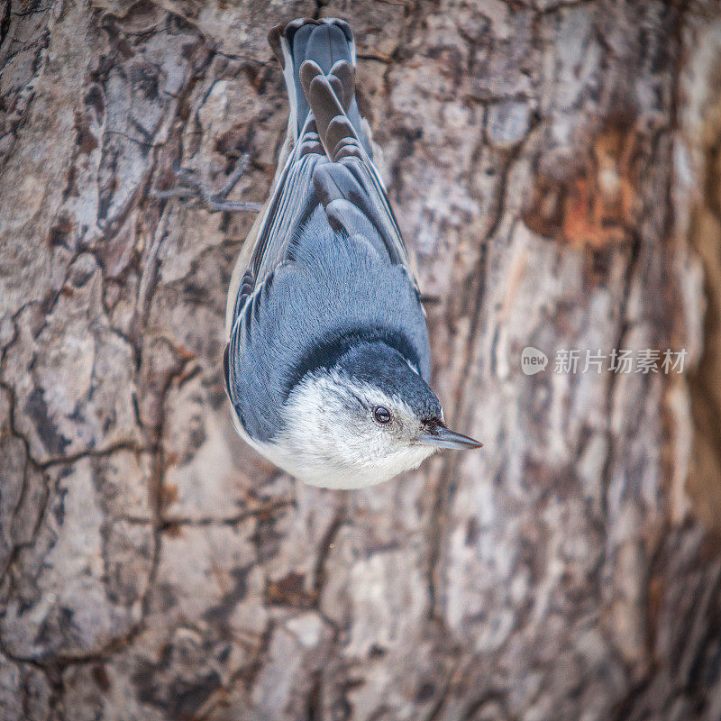 白胸sittelle (Sitta carolinensis)。白胸五子雀。